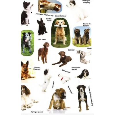 Sticker Activity Book