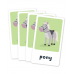 Flash Cards