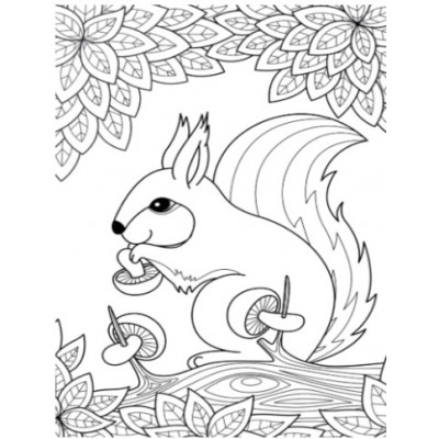 Adult Colouring/Colour Book